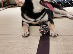 -逗柴咖啡屋·狗咖猫咖宠物桌游