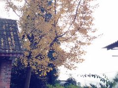 -重庆彩云湖湿地公园