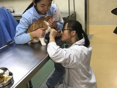 -康乐宝动物医院