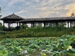 -池杉湖湿地公园