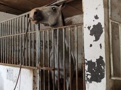 -月河湾马术俱乐部(朝阳店)