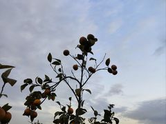 -尚果生态采摘园