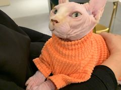-飞行喵MR PILOT|猫舍·猫咖(静安大融城店)