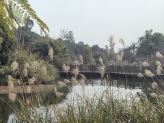 -张坝桂圆林公园