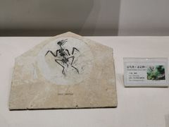-辽宁古生物博物馆