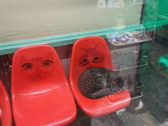 -猫咪博物馆(顶澳仔猫街店)