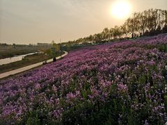 -洨河生态公园