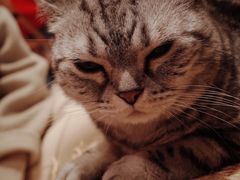-猫儿山۰猫主题餐厅