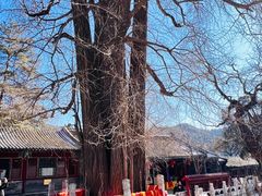 -潭柘寺景区