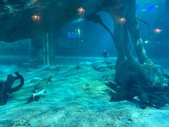 -华夏文旅海洋公园