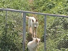 -西霞口神雕山野生动物世界