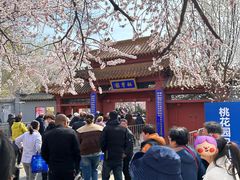 -桃花堤公园