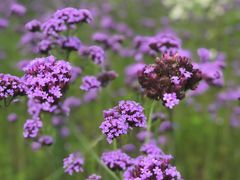 -洪湖湿地生态园