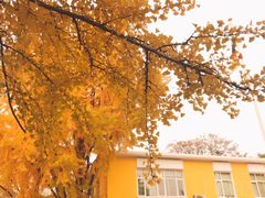 -三里屯东五街银杏大道