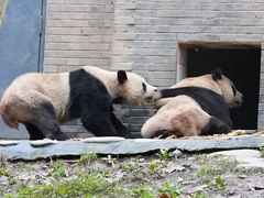 -都江堰中华大熊猫苑