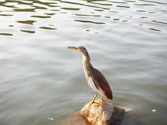 -深圳仙湖植物园