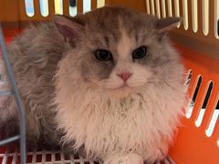 -瑞派康怡24h宠物医院·犬猫医疗中心·微创绝育(瑞景分院)