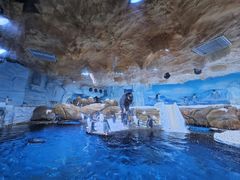 -海合安青岛极地海洋公园