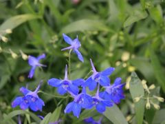 -西湖风景区-江洋畈生态公园