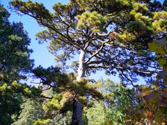 -香山公园