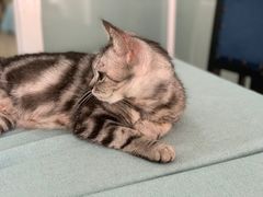 -鼓捣猫呢主题猫咖店