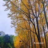 杭州赏秋｜朝晖文化主题公园
