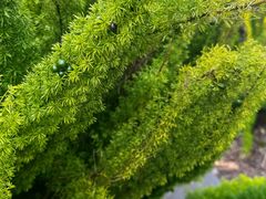 -墨尔本皇家植物园