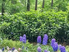 -上海共青森林公园