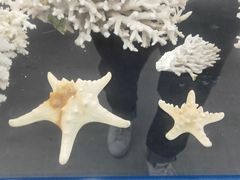 -上海海洋大学鱼文化博物馆(军工路校区)