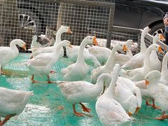 -大鹅岛绿色生态美食园