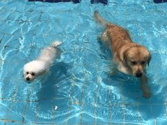 -趣玩宠物乐园寄养训犬训狗游泳池