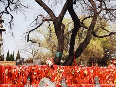 -大槐树寻根祭祖园