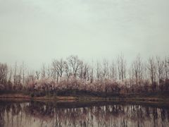 -白鹭湾湿地公园