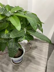 -凡碧诗毛孔收细