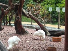 -熊猫自助餐厅.萌趣城堡(长隆熊猫酒店)