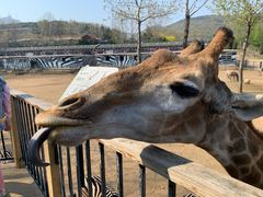 -大连森林动物园