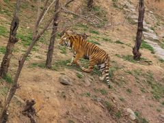 -石家庄市动物园