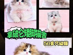 -麒麟缅因猫舍·十五年缅因猫选购中心