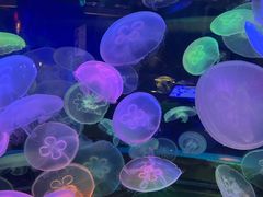 -太平洋海底世界