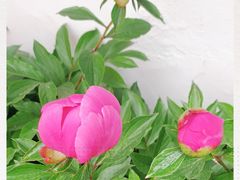 -大塘金香草谷