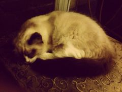 猫色咖啡-猫色咖啡·猫咖