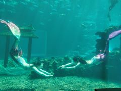 -海棠湾洲际-涛·海底餐厅·美人鱼·自助餐·海底隧道