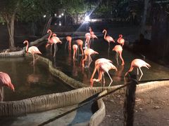-清迈夜间动物园