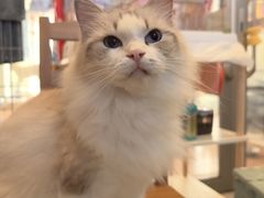 -MOYOYO猫咪咖啡店