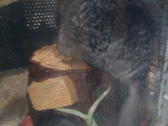 android_upload_pic-上海大自然野生昆虫馆
