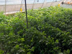 -田趣农庄草莓采摘园