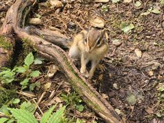 -五营红松林海景区