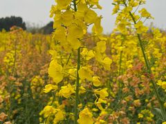 -中国天府农业博览园