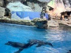 -帝企鹅自助餐厅•儿童岛•真企鹅(长隆企鹅酒店)