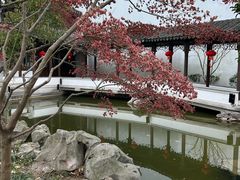 -秋霞圃